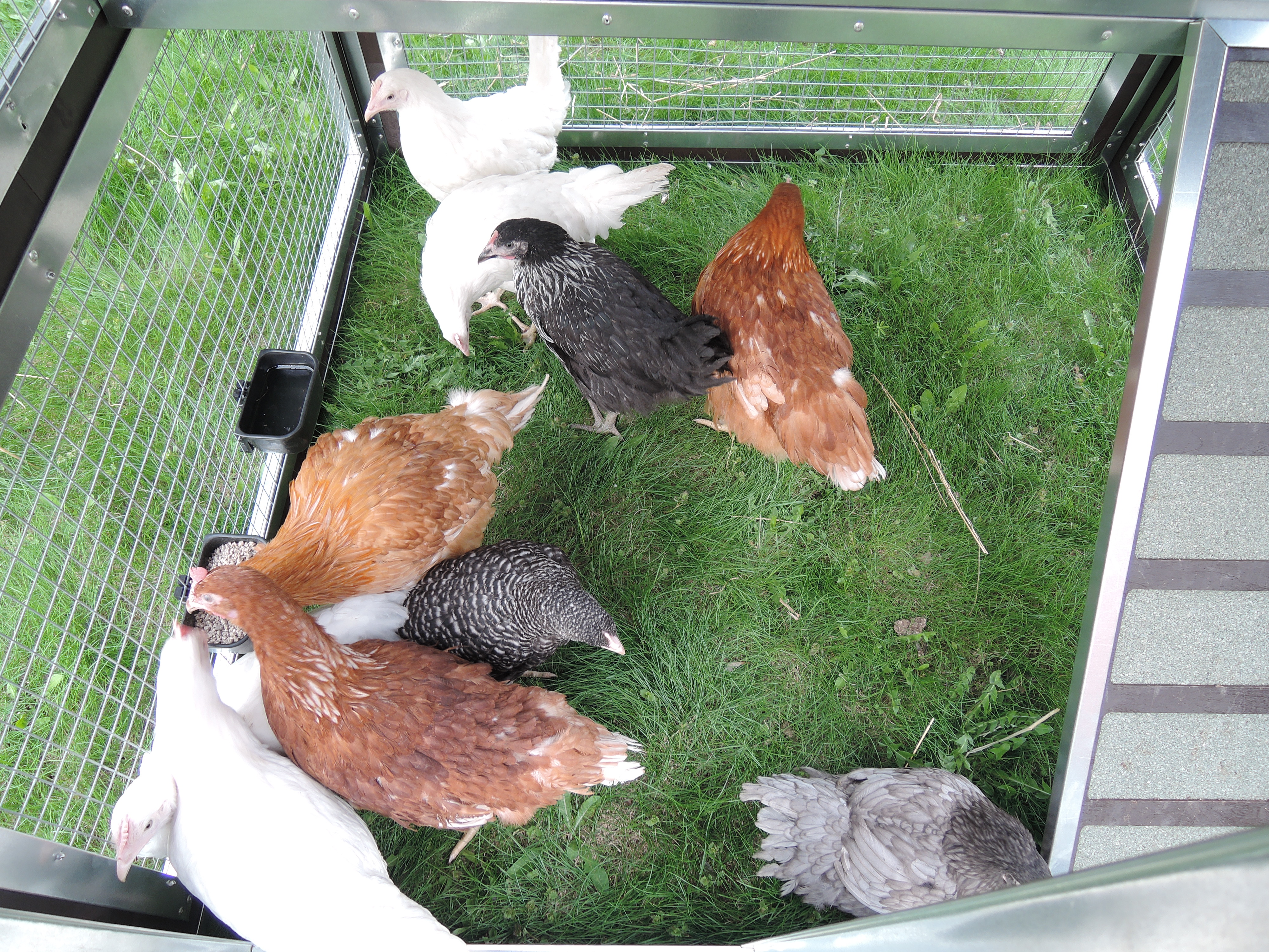 Утепленный отапливаемый уличный курятник с выгулом и гнездом "Зимняя Мечта" на 8-10 кур. Фото 22