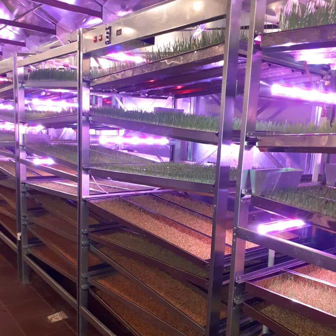 Гидропонная установка для зелёного корма. Фото 5