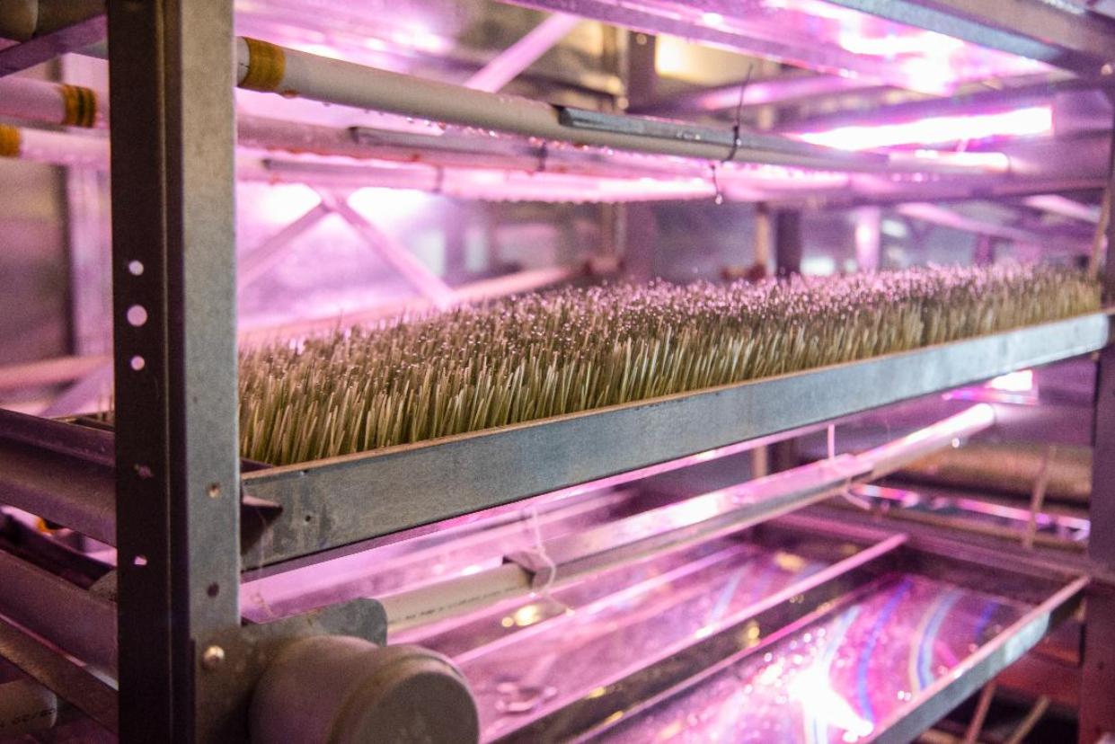 Гидропонная установка для зелёного корма. Фото 8