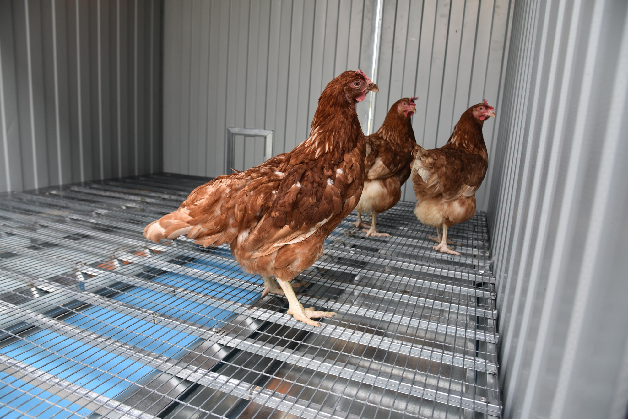  Настил металлический усиленный для птичника. Фото 8