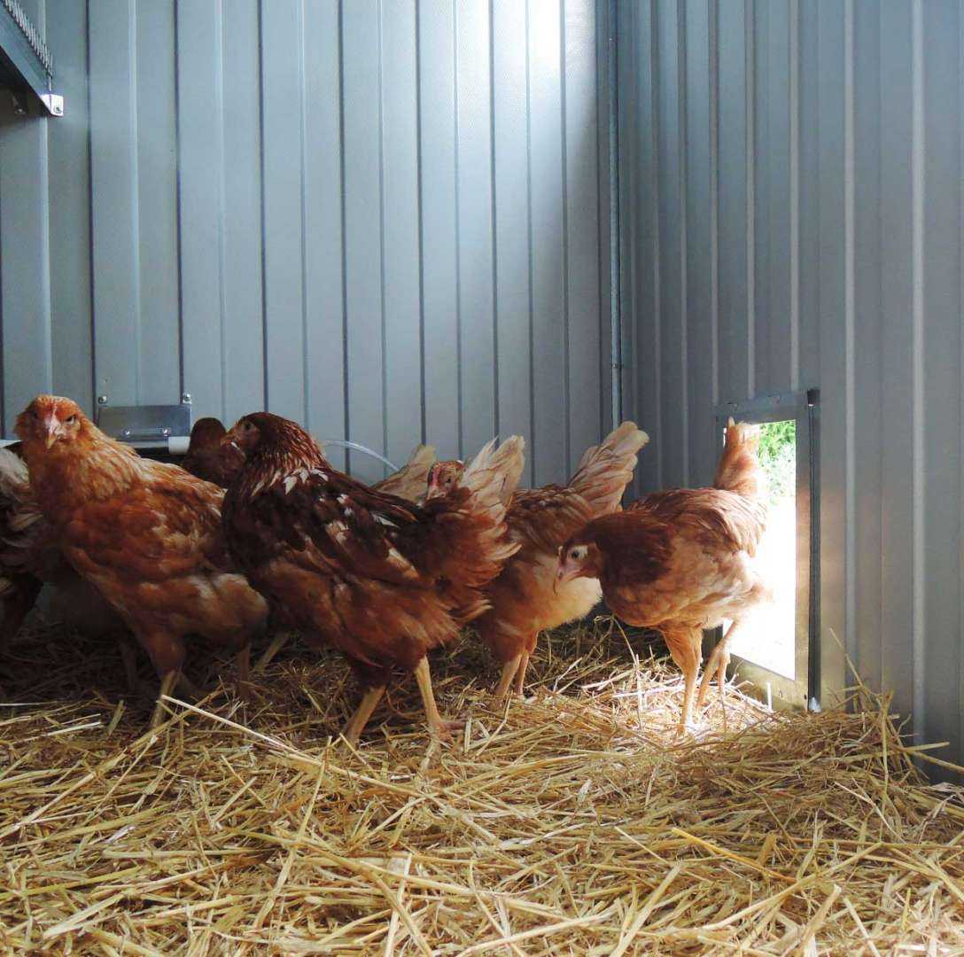 Утепленный курятник с обогревом на 45 голов "Теплоисухо" КН. Фото 6