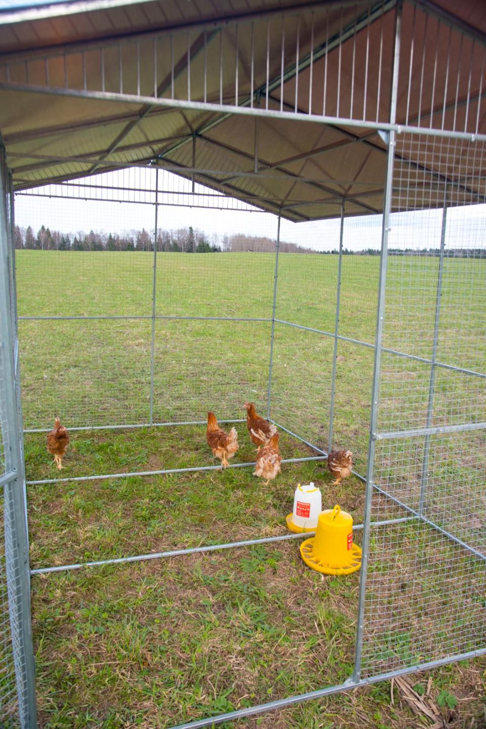 Выгул "Разгуляй" с крышей 2-3-К. Фото 3