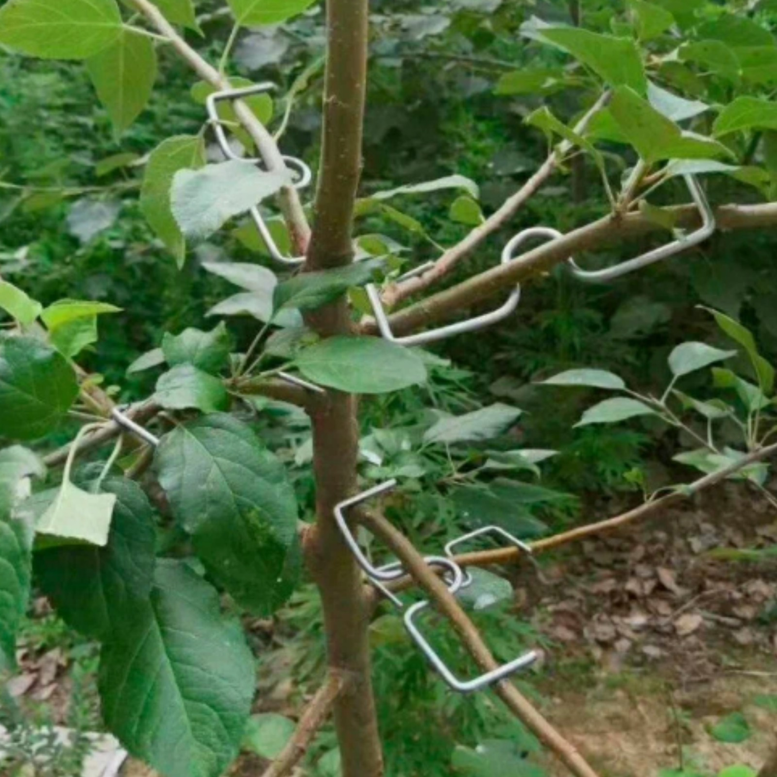 Скоба садовая для фиксации веток М-образная. Фото 2