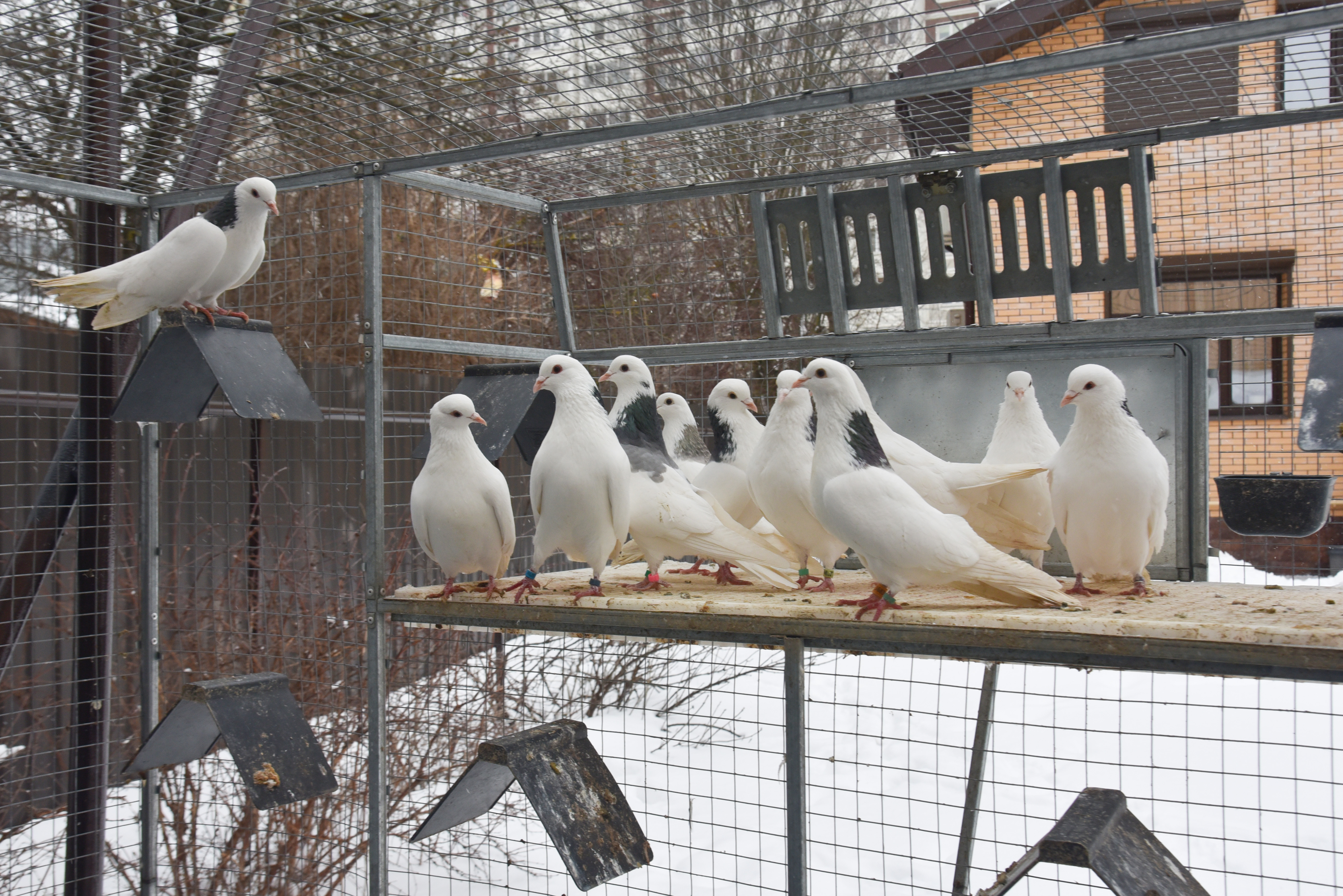 Голубятня "Любовь". Фото 34