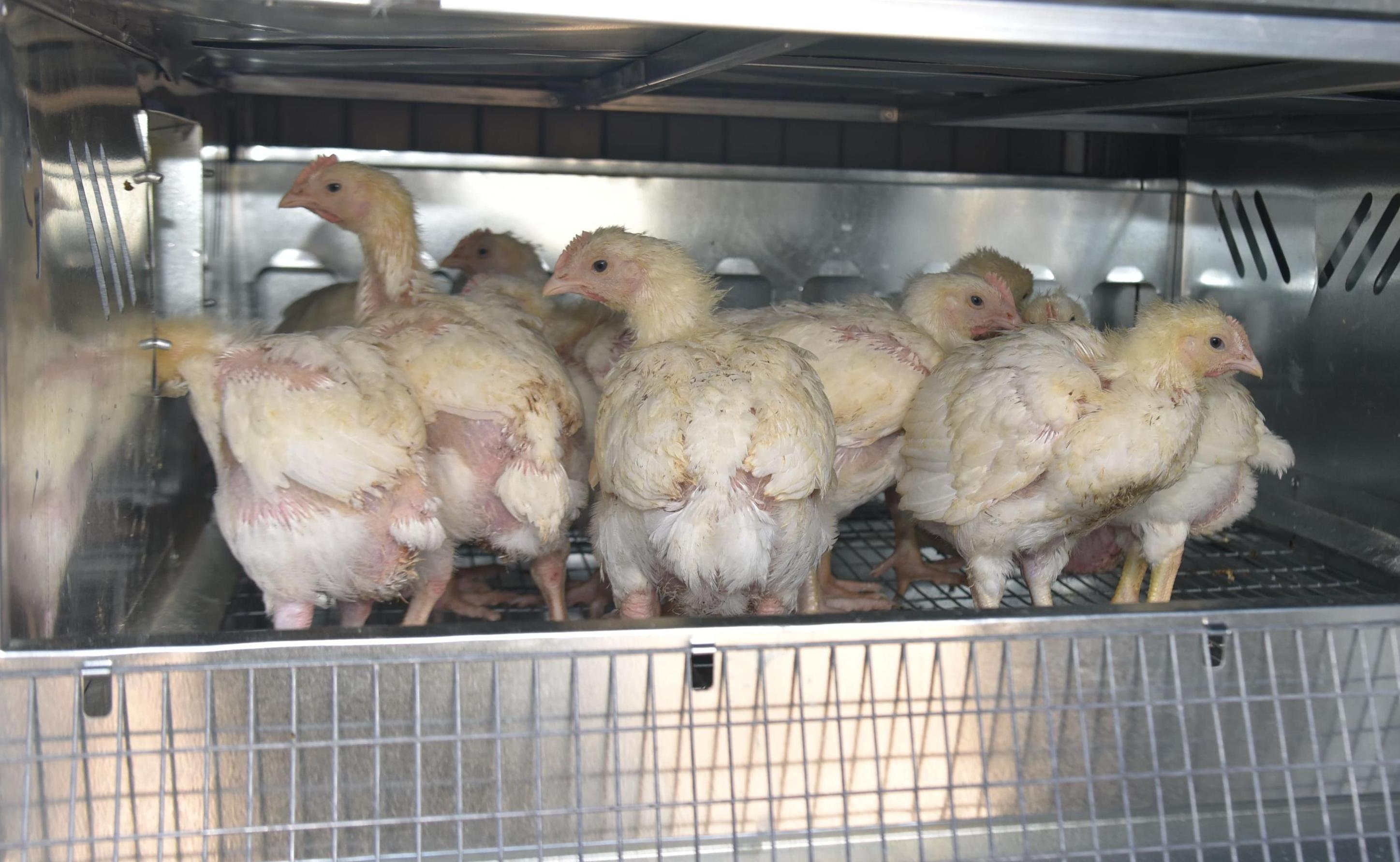 Автоматический уличный брудер "Идеальный папа". Фото 18