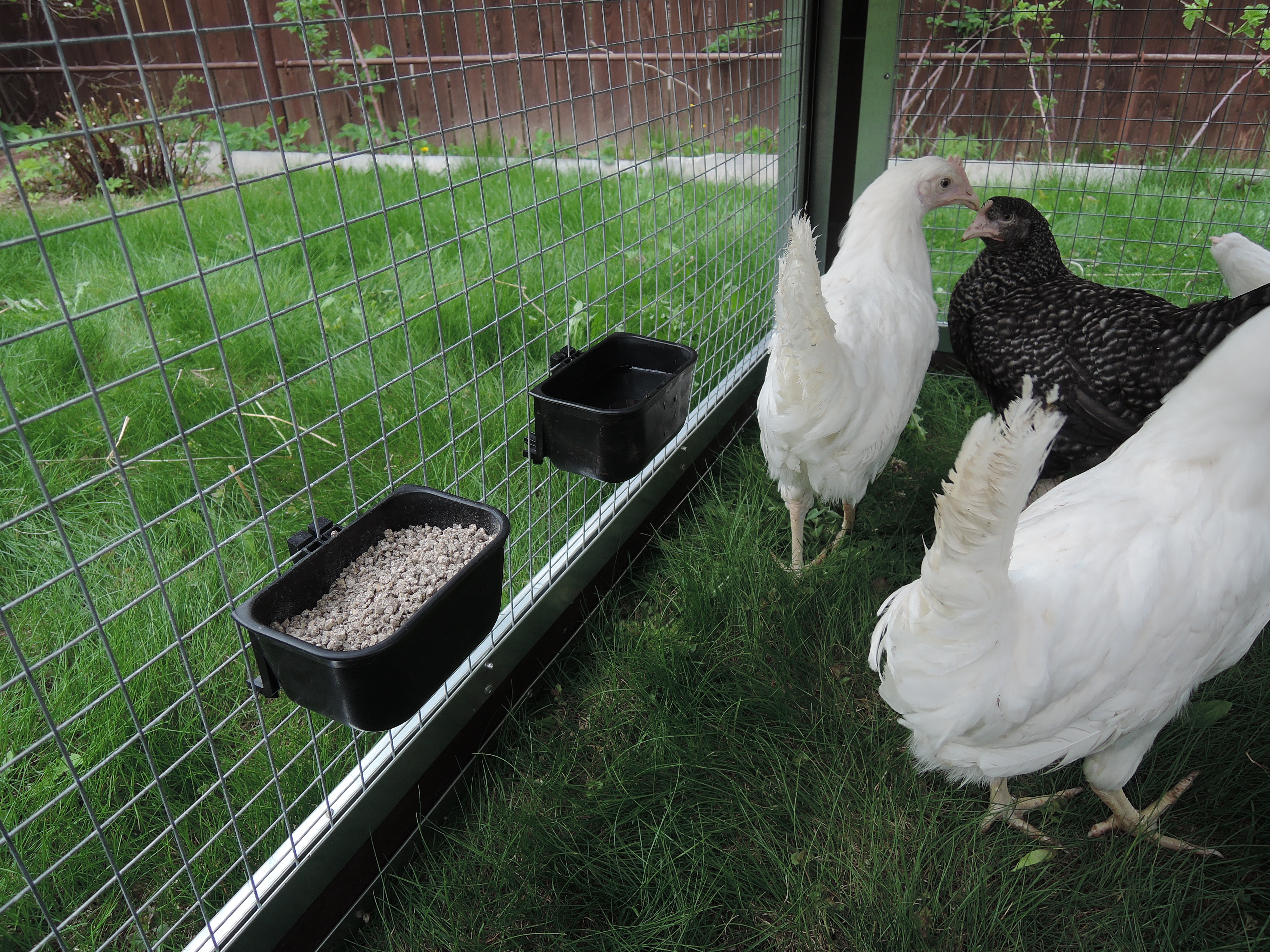 Утепленный отапливаемый уличный курятник с выгулом и гнездом "Зимняя Мечта" на 8-10 кур. Фото 23