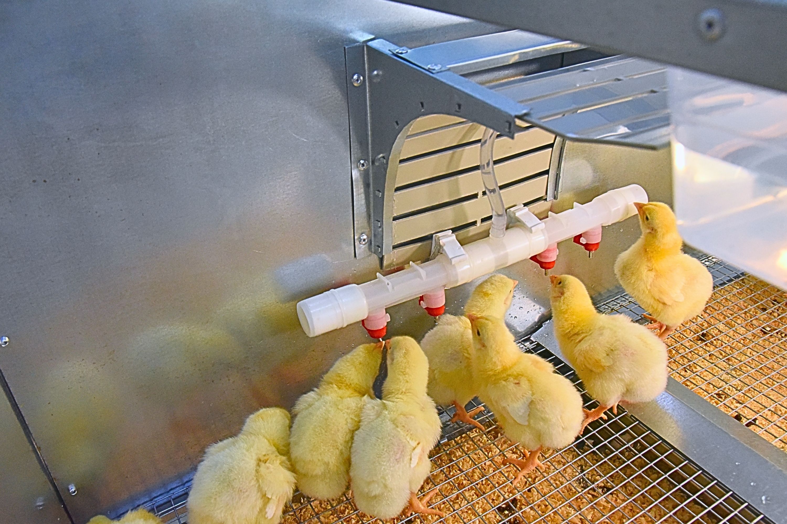 Брудер для цыплят автоматический "Рост А100.4". Фото 19