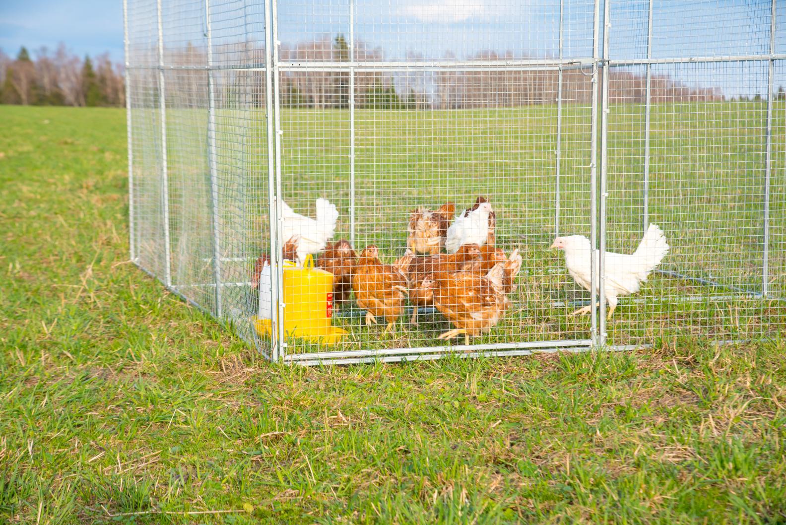 Выгул "Разгуляй" из сетки 2-4-С. Фото 3