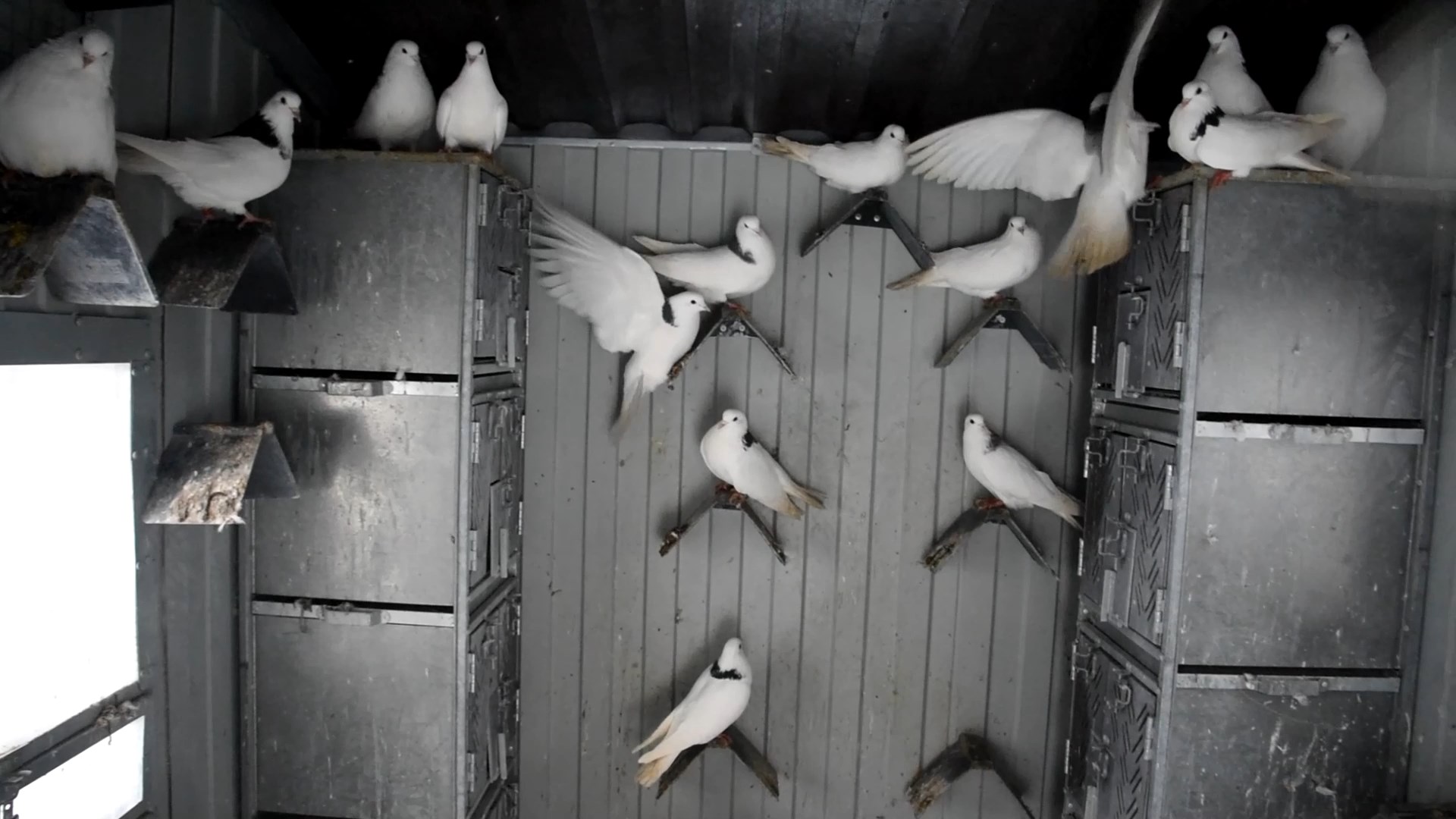 Голубятня "Любовь". Фото 35