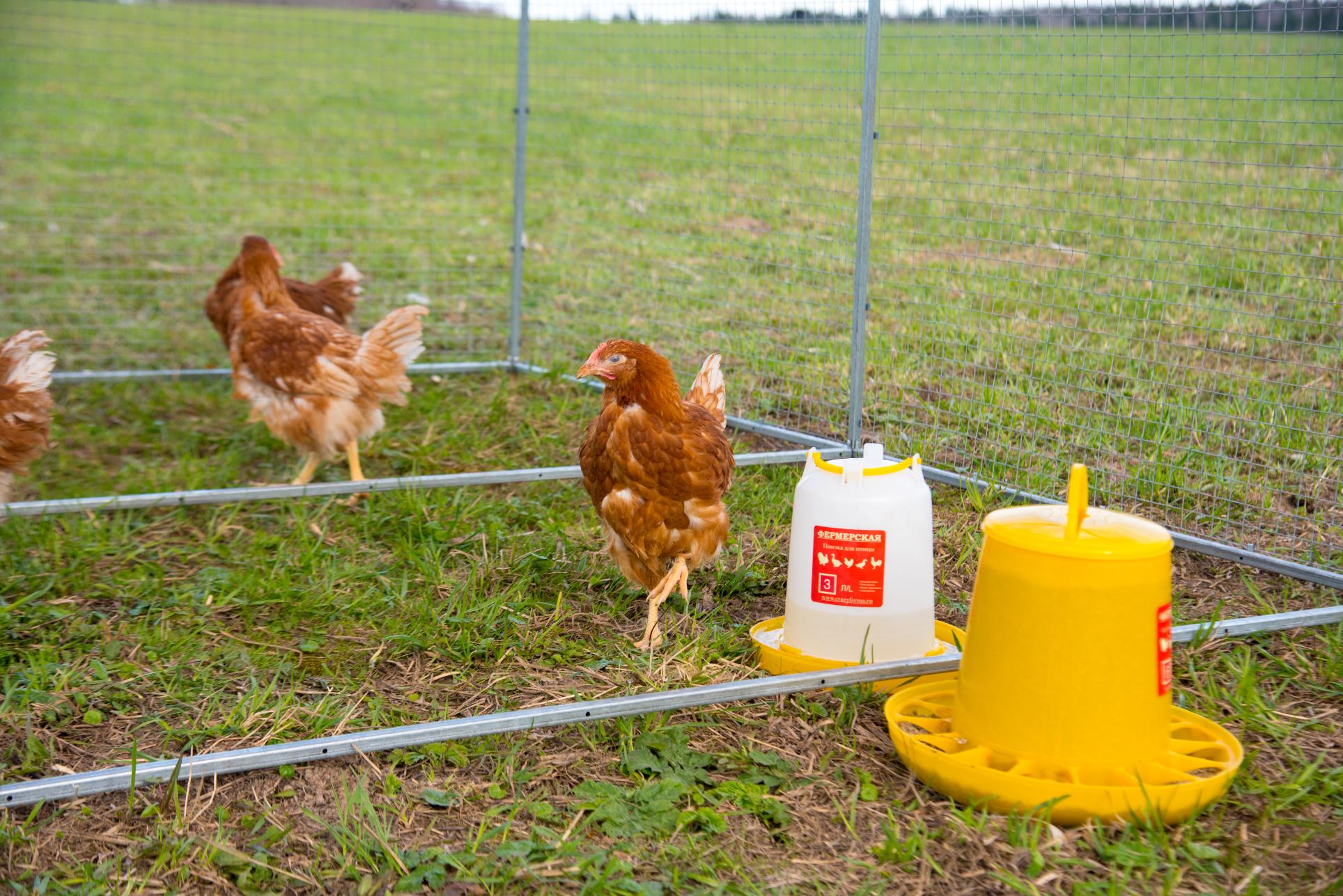 Выгул "Разгуляй" с крышей 2-4-К. Фото 3