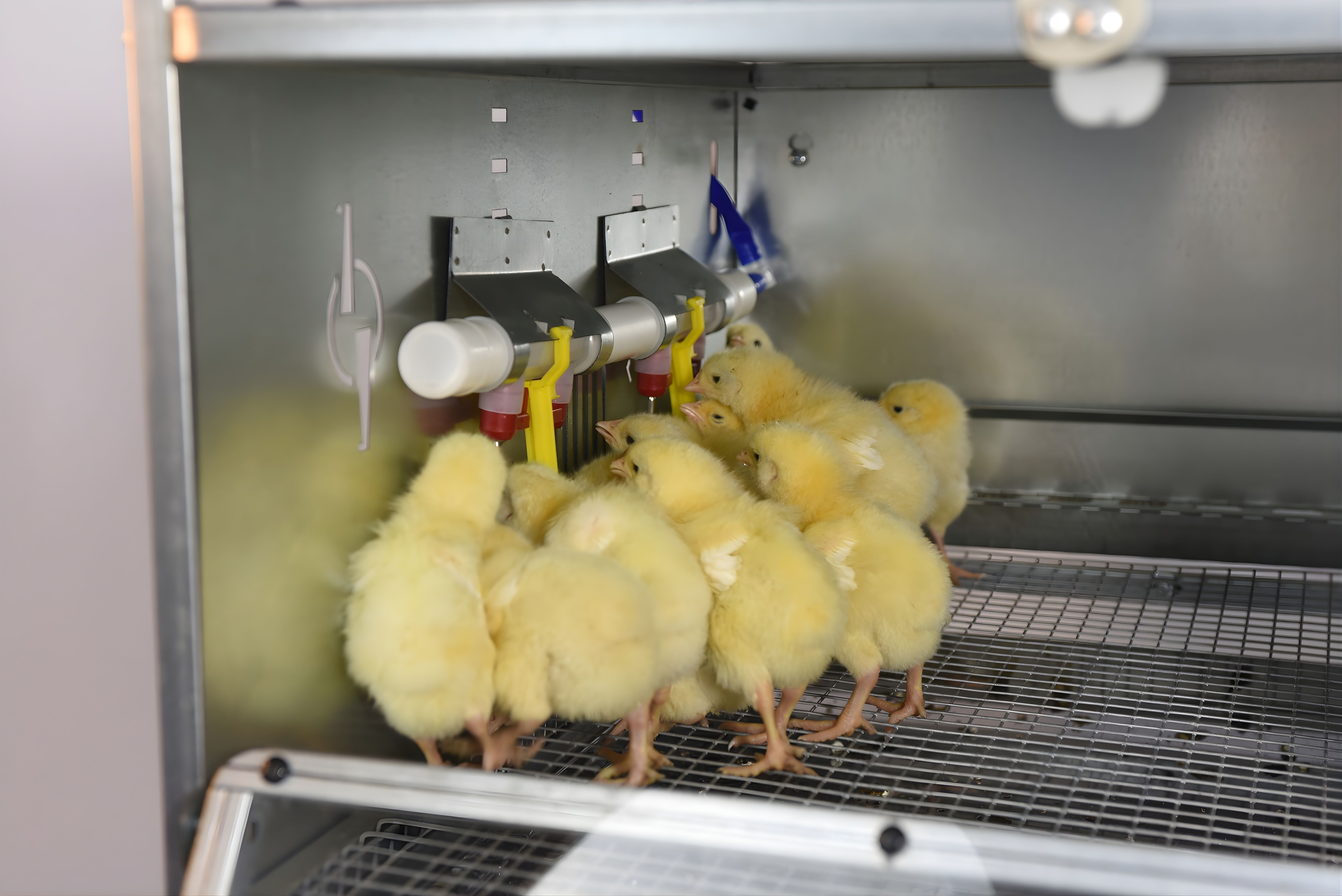 Рамный цифровой брудер 0715 Стандарт. Фото 24