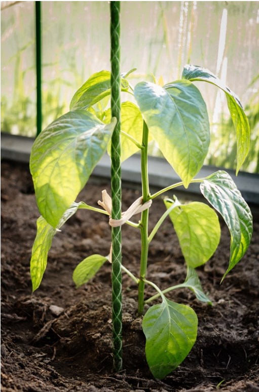 Колышек садовый  1,2м.. Фото 1