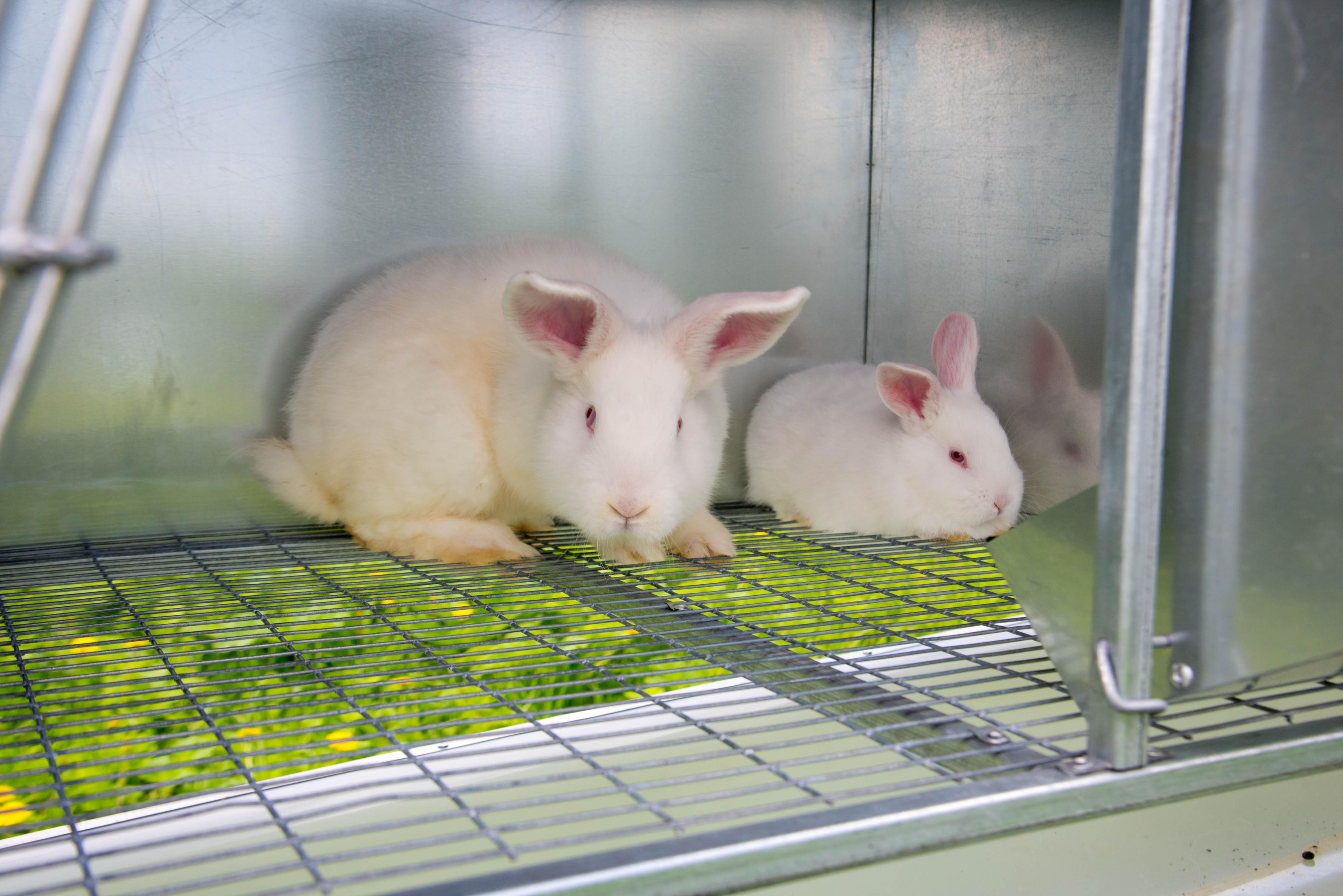 Уличный домик для кроликов "Фаворит" КР2-О-О. Фото 11