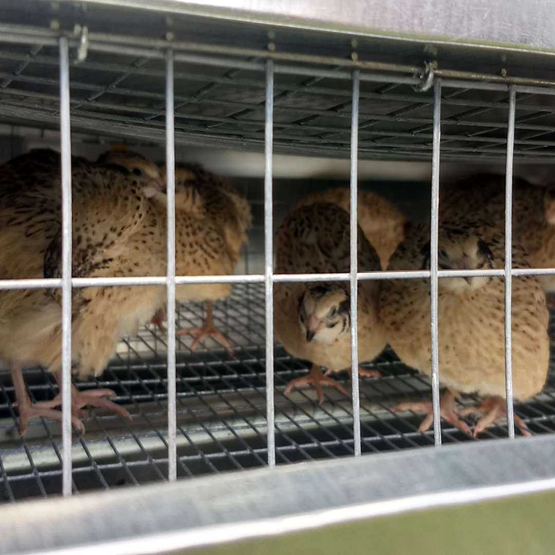 Утепленный отапливаемый уличный птичник "4 сезона" . Фото 11