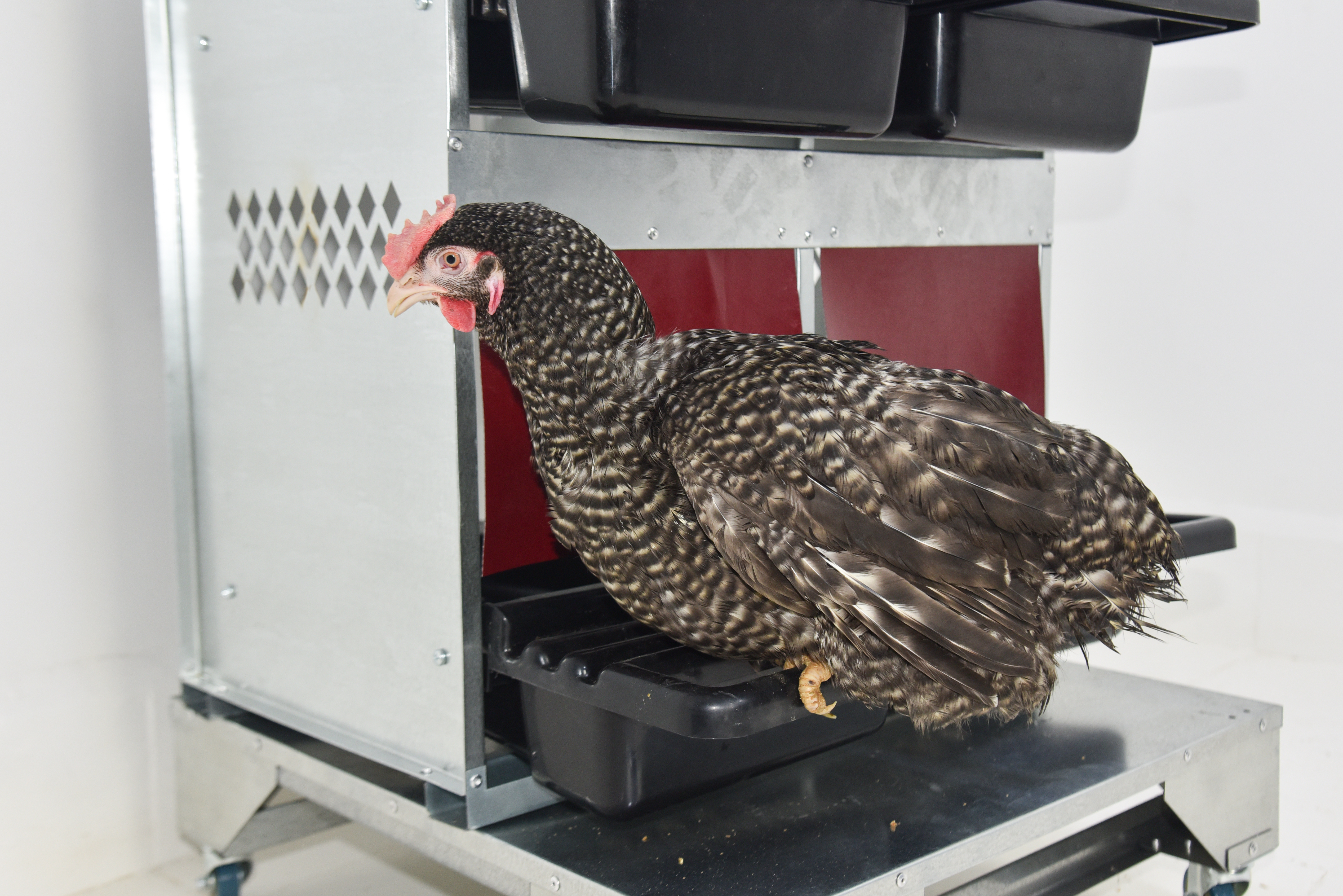 Гнездо для кур-несушек "Компакт" 4-1. Фото 5