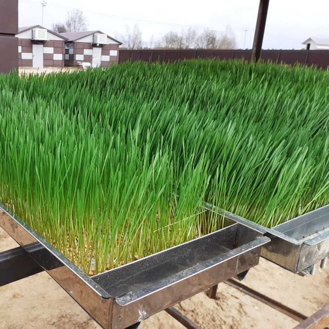 Гидропонная установка для зелёного корма. Фото 6