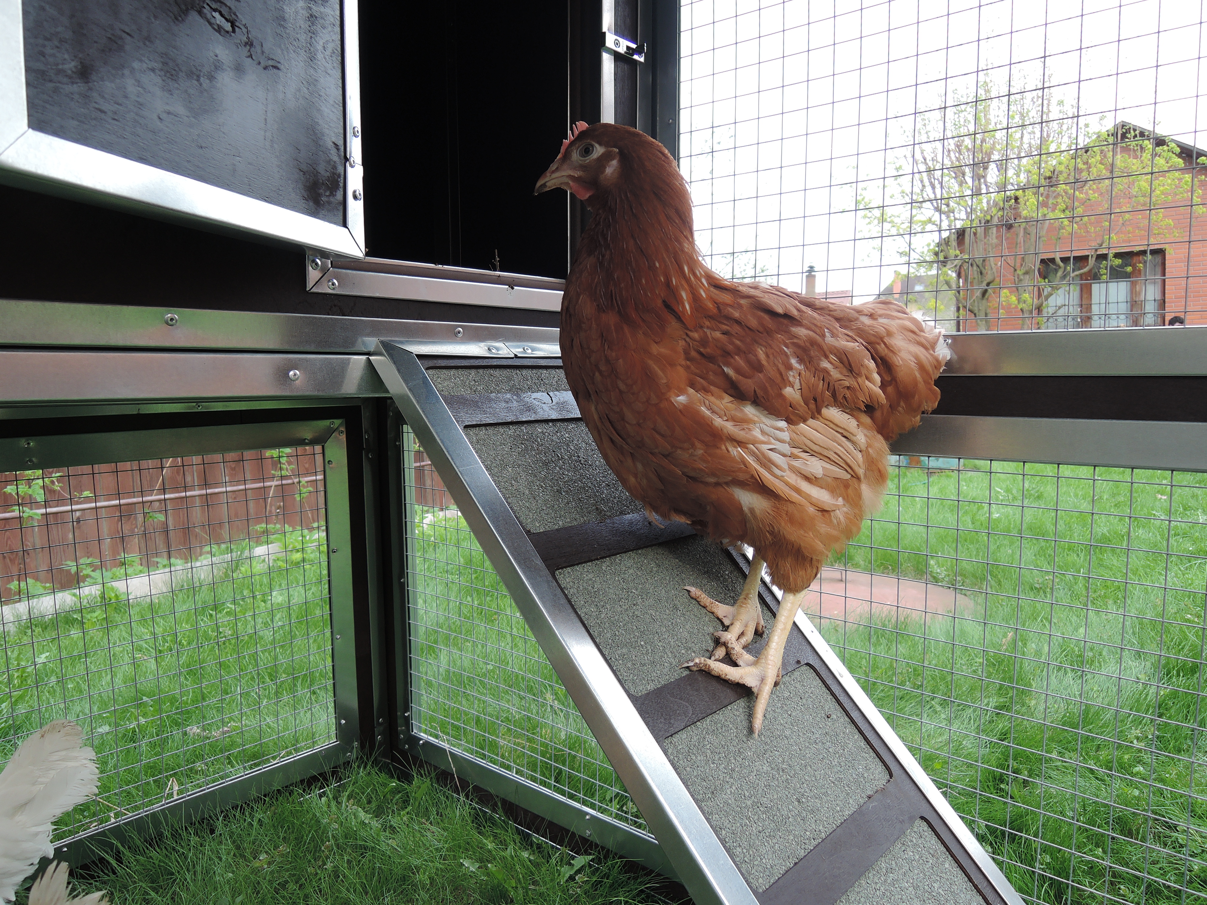 Утепленный отапливаемый уличный курятник с выгулом и гнездом "Зимняя Мечта" на 8-10 кур. Фото 26