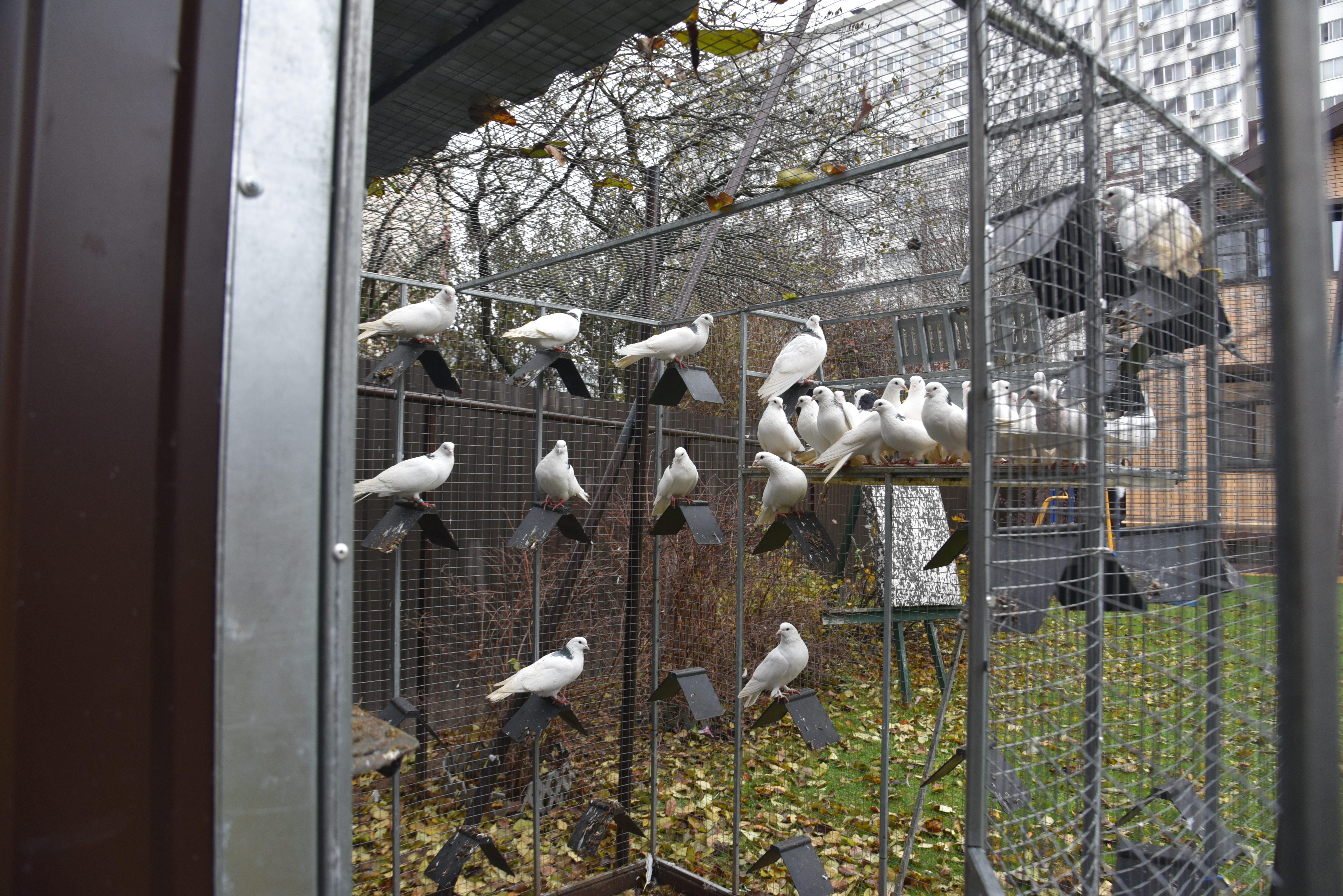 Голубятня "Любовь". Фото 31