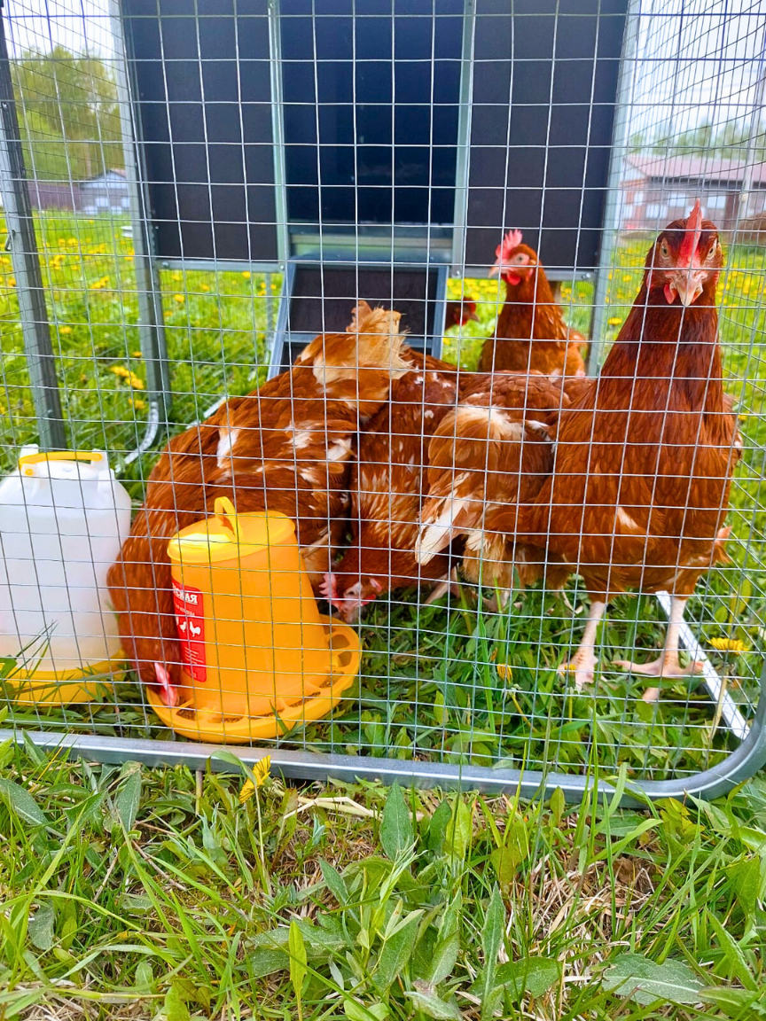 Выгул для курятника "Фазенда". Фото 16