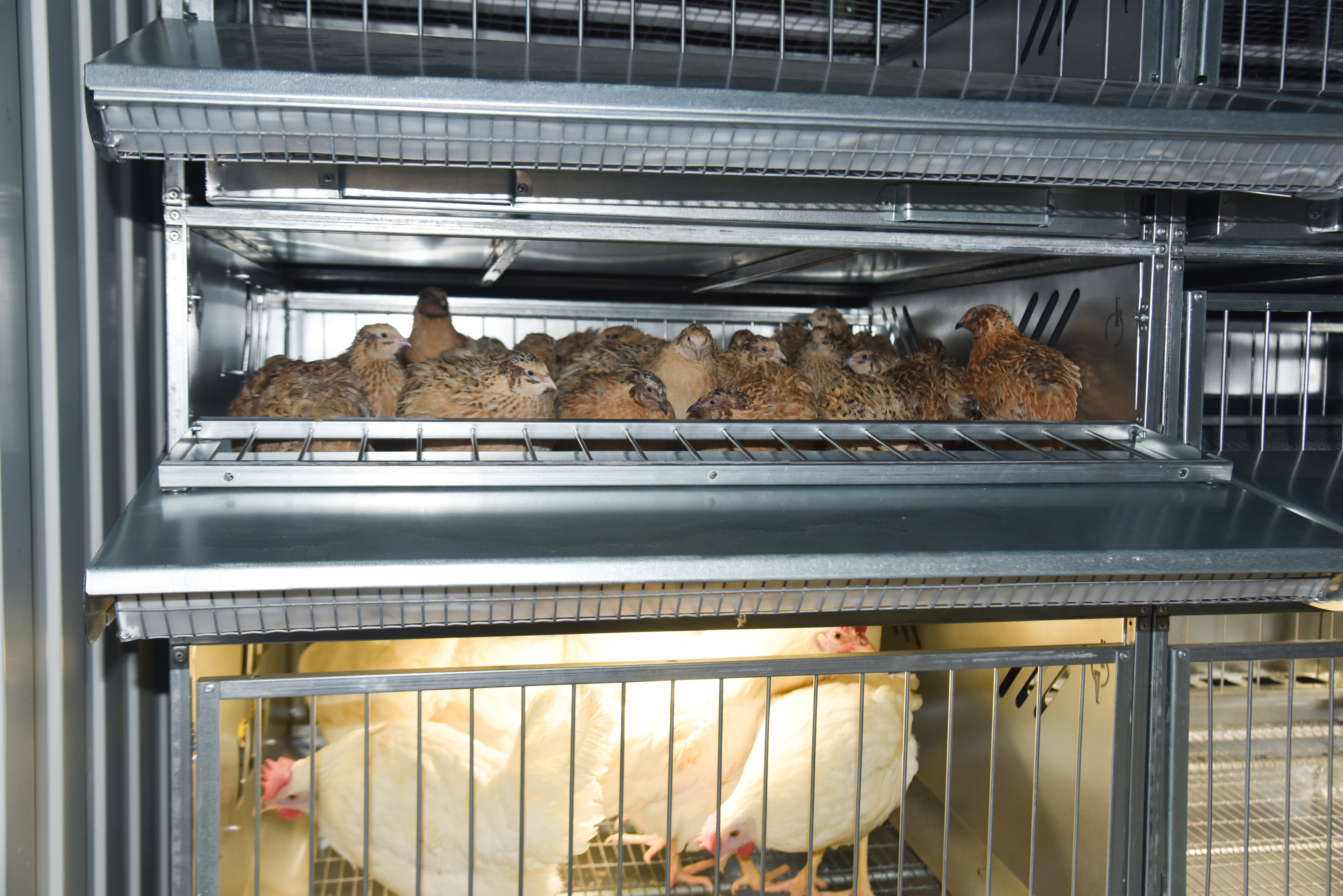 Автоматический уличный брудер "Идеальный папа". Фото 15