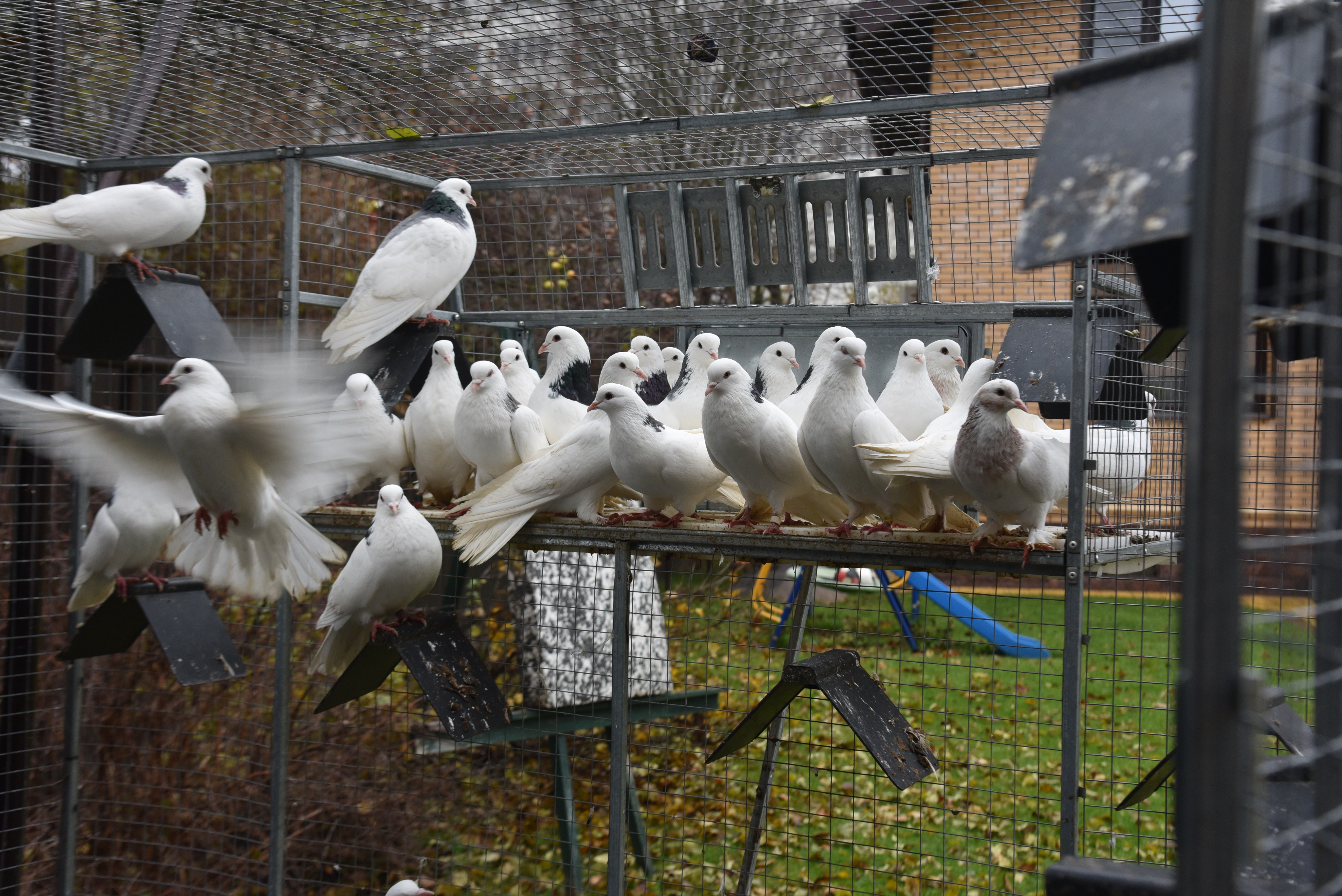 Голубятня "Любовь". Фото 27