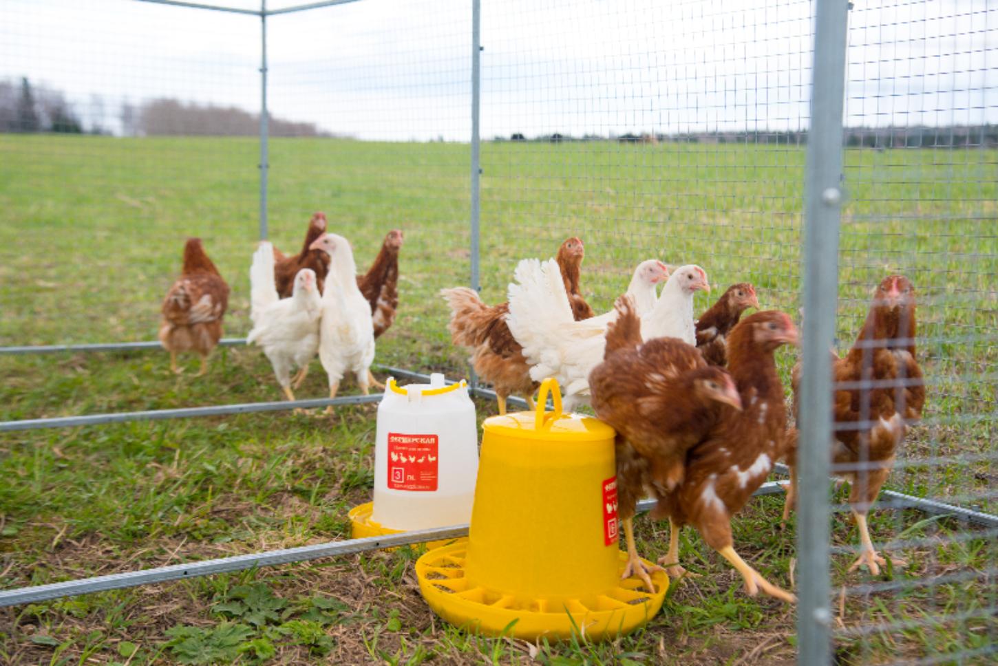 Выгул "Разгуляй" из сетки 2-5-С. Фото 4