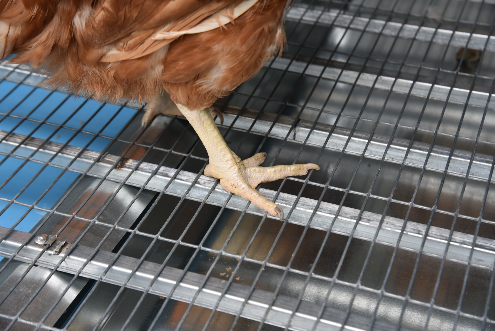 Выгул "Разгуляй" приставной с крышей 1-2-КП. Фото 8