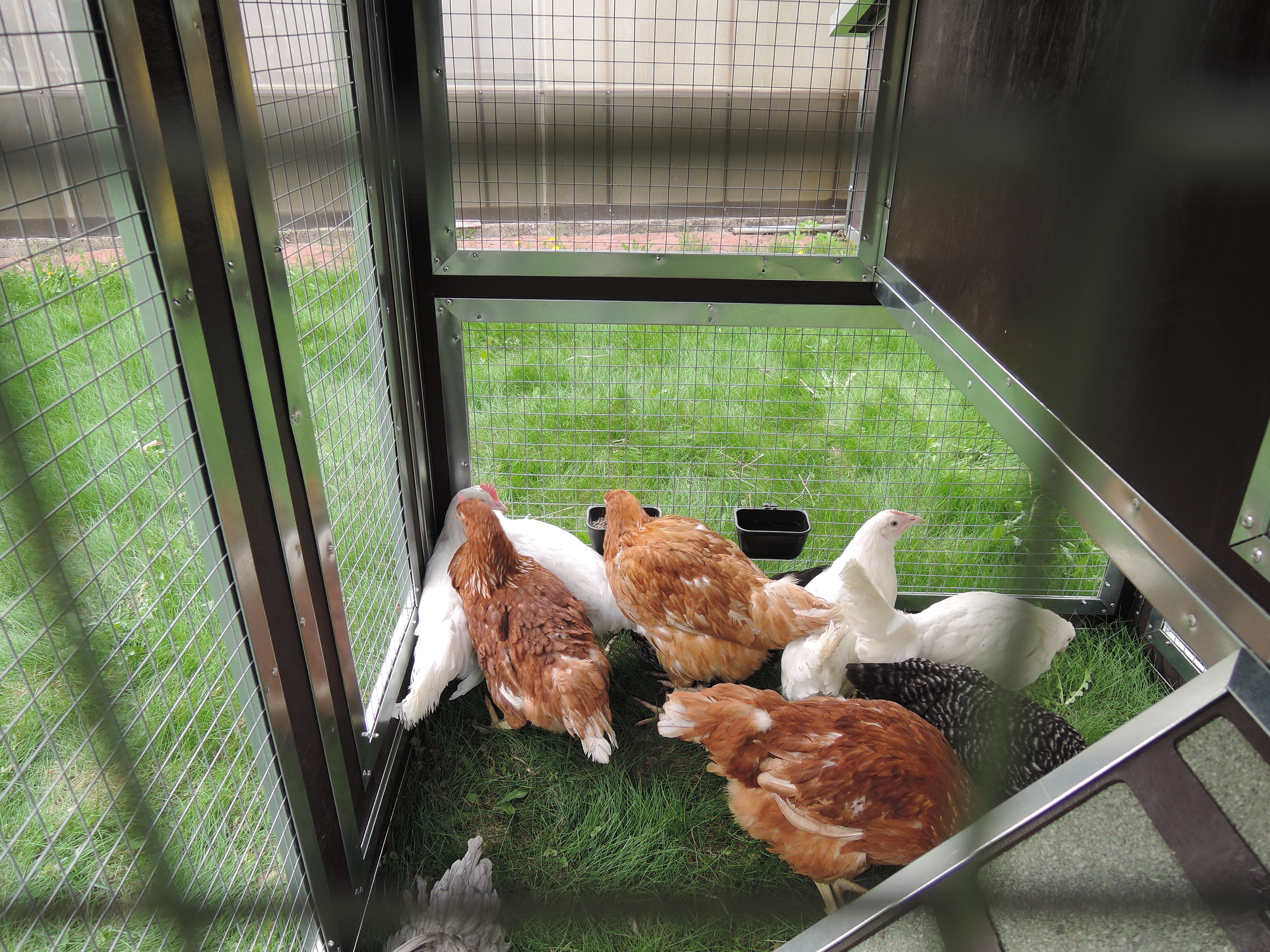 Утепленный отапливаемый уличный курятник с выгулом и гнездом "Зимняя Мечта" на 8-10 кур. Фото 12