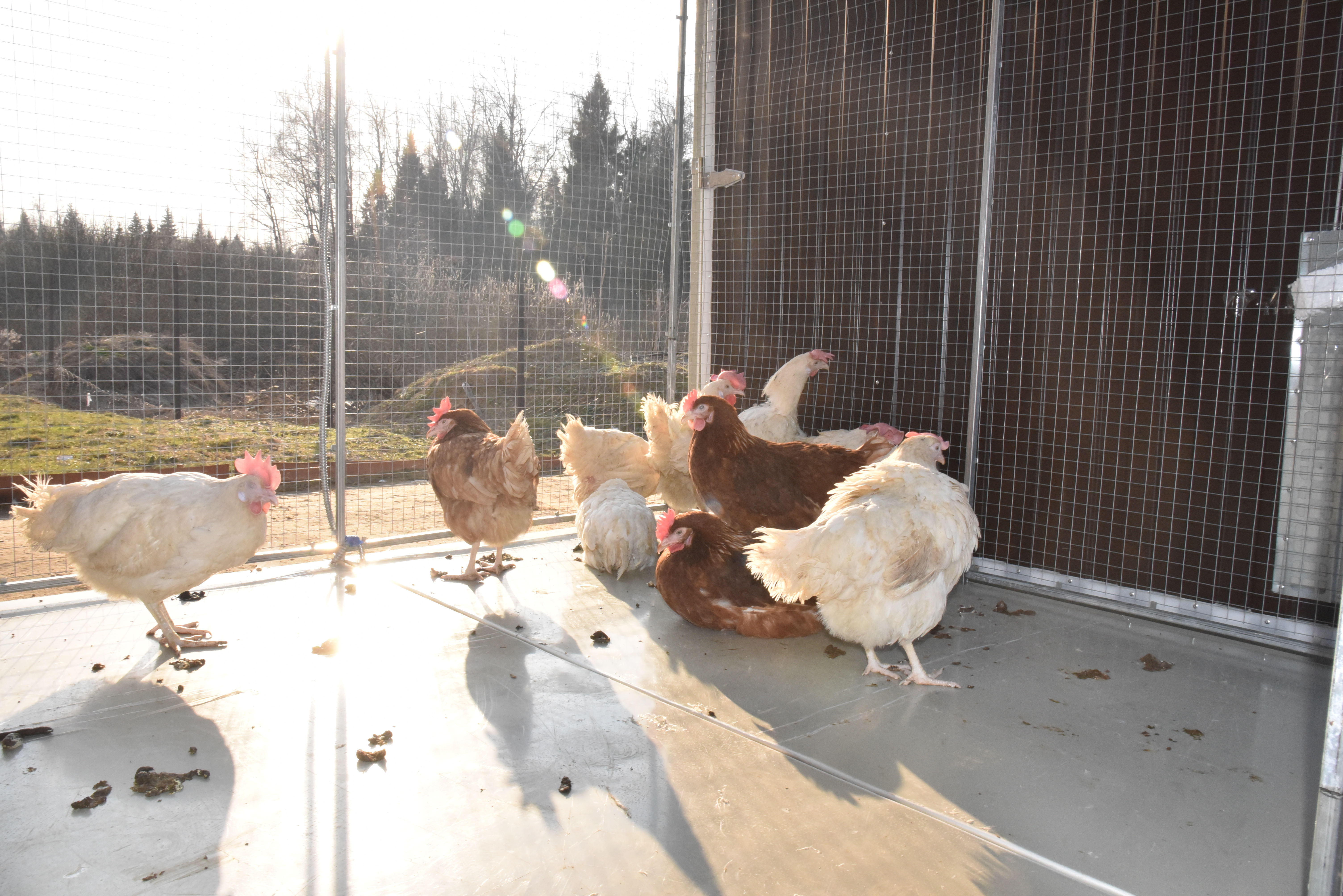 Выгул "Разгуляй" приставной с крышей 1-2-КП. Фото 14