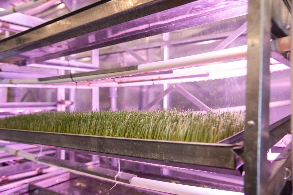 Гидропонная установка для зелёного корма. Фото 7