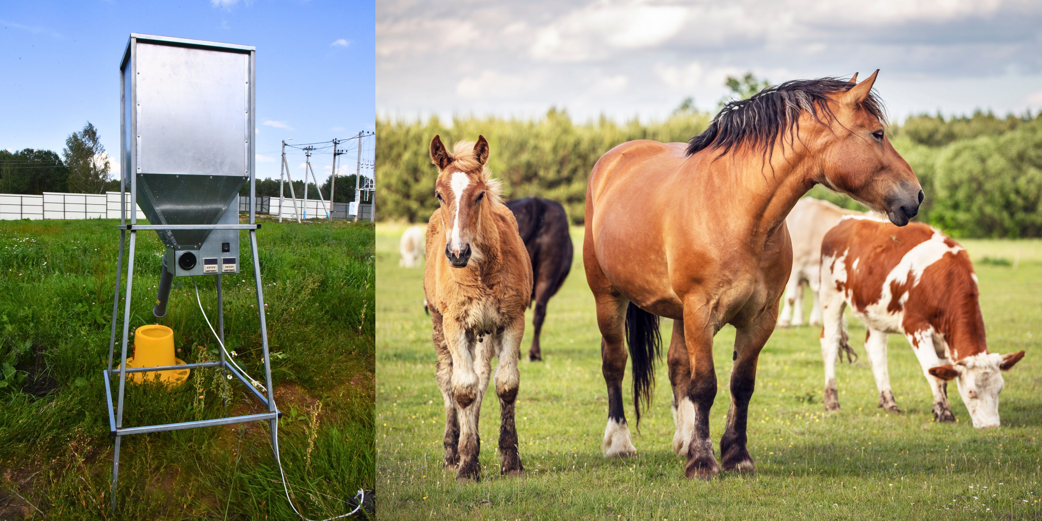 Бункер кормовой автоматический "Дозатор 135". Фото 12