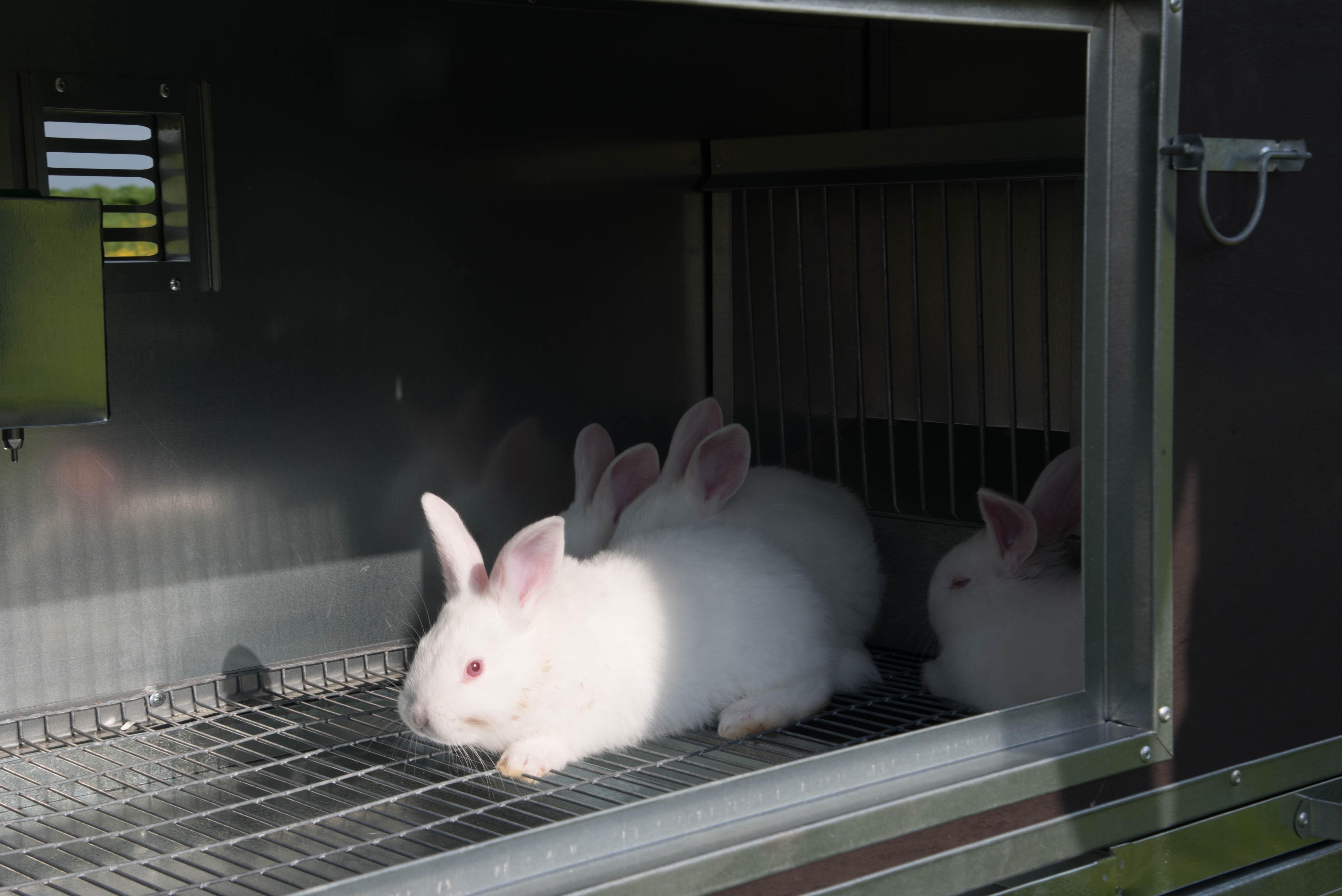 Утепленный отапливаемый крольчатник "Бестселлер" О-11. Фото 14