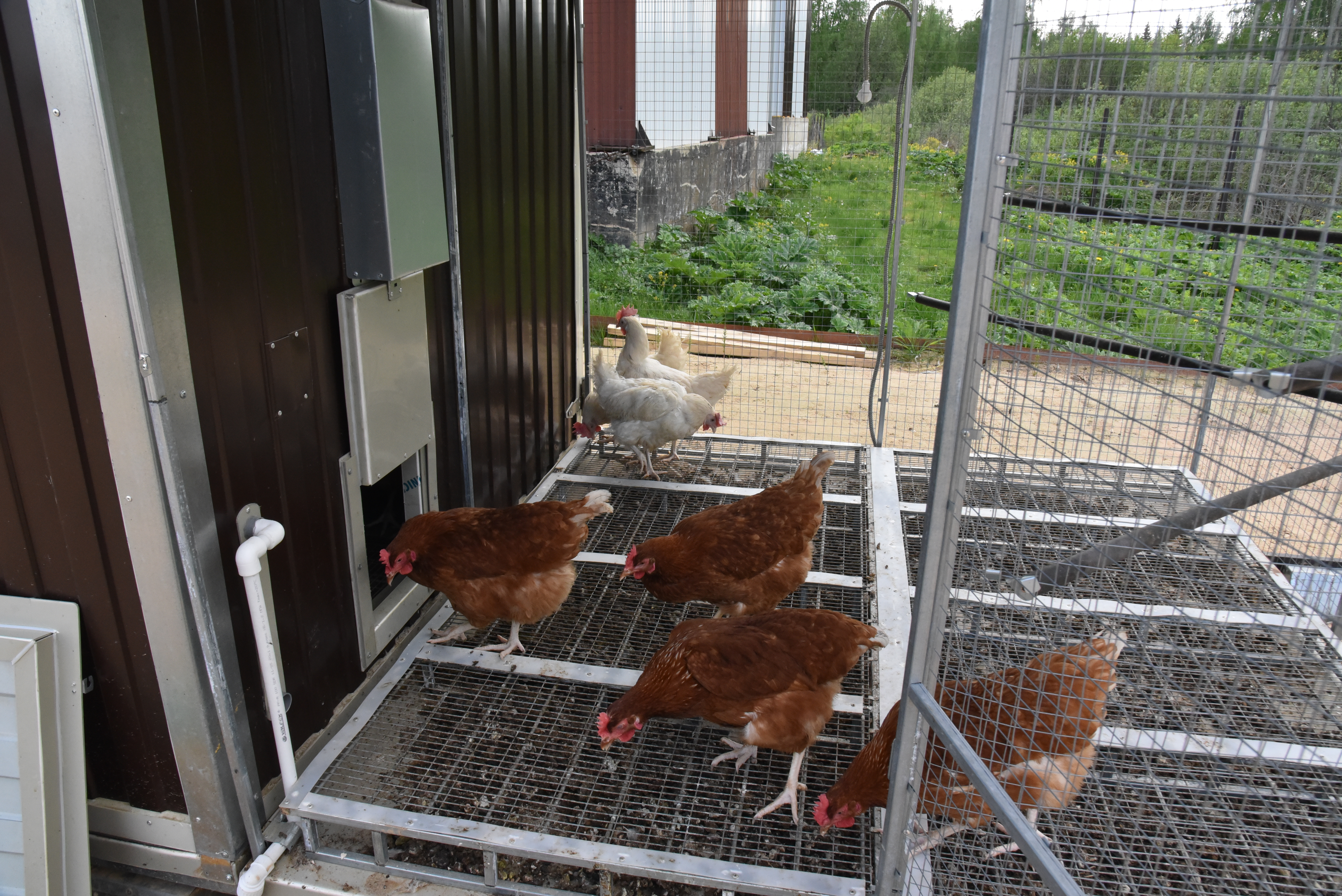 Выгул "Разгуляй" приставной из сетки 1-1-СП. Фото 24
