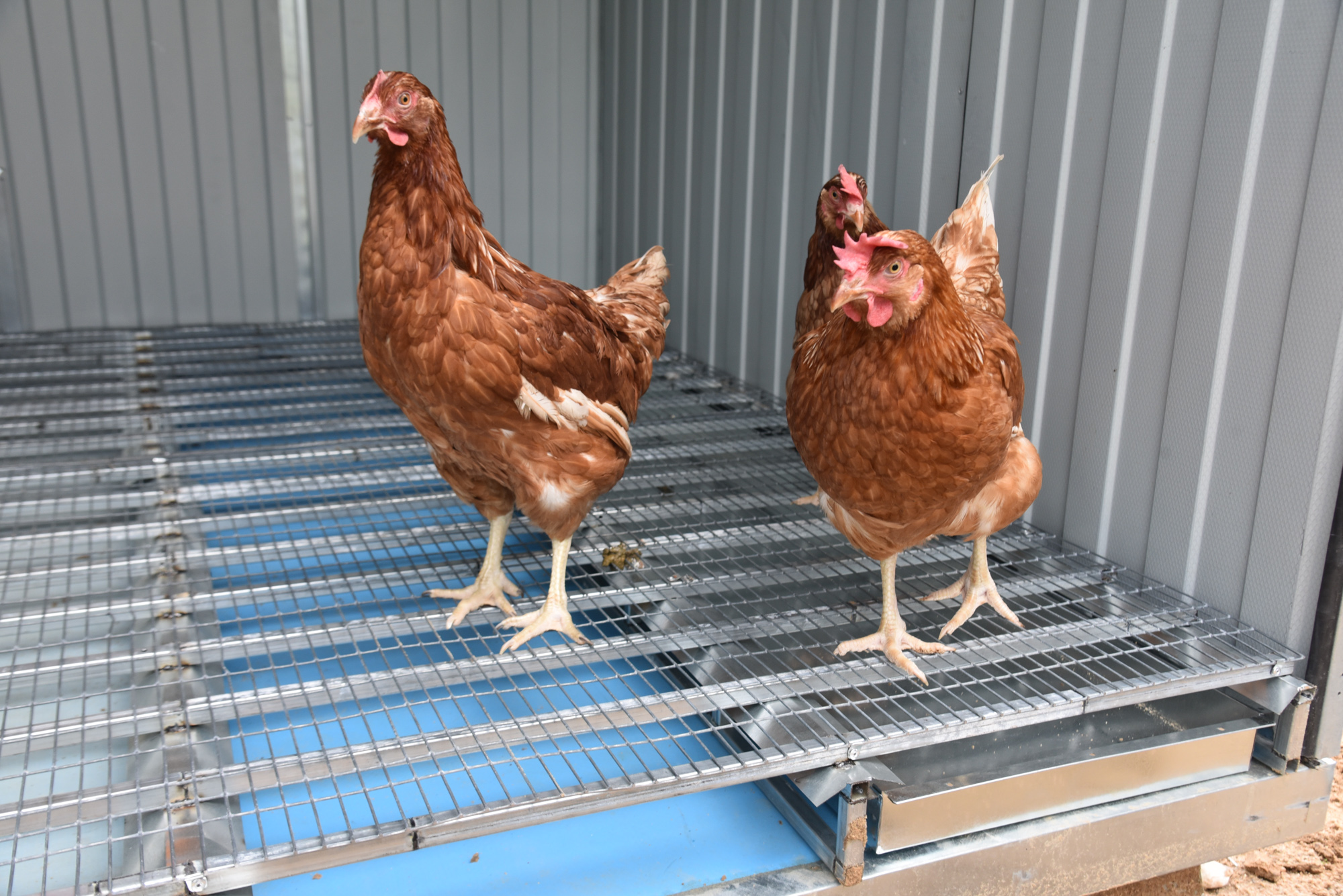 Выгул "Разгуляй" приставной с крышей 1-2-КП. Фото 6