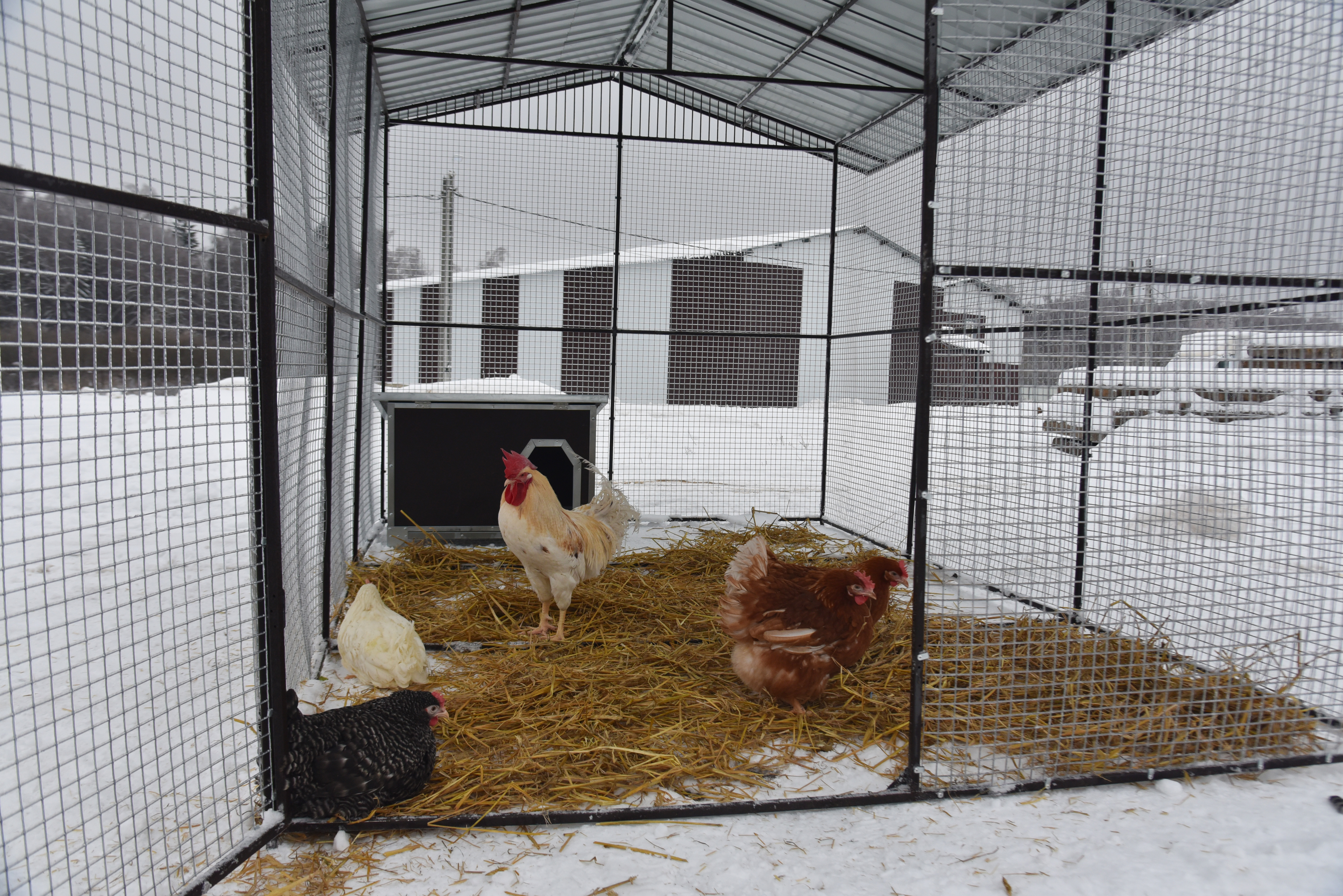 Выгул "Разгуляй" с крышей 2-6-К. Фото 13