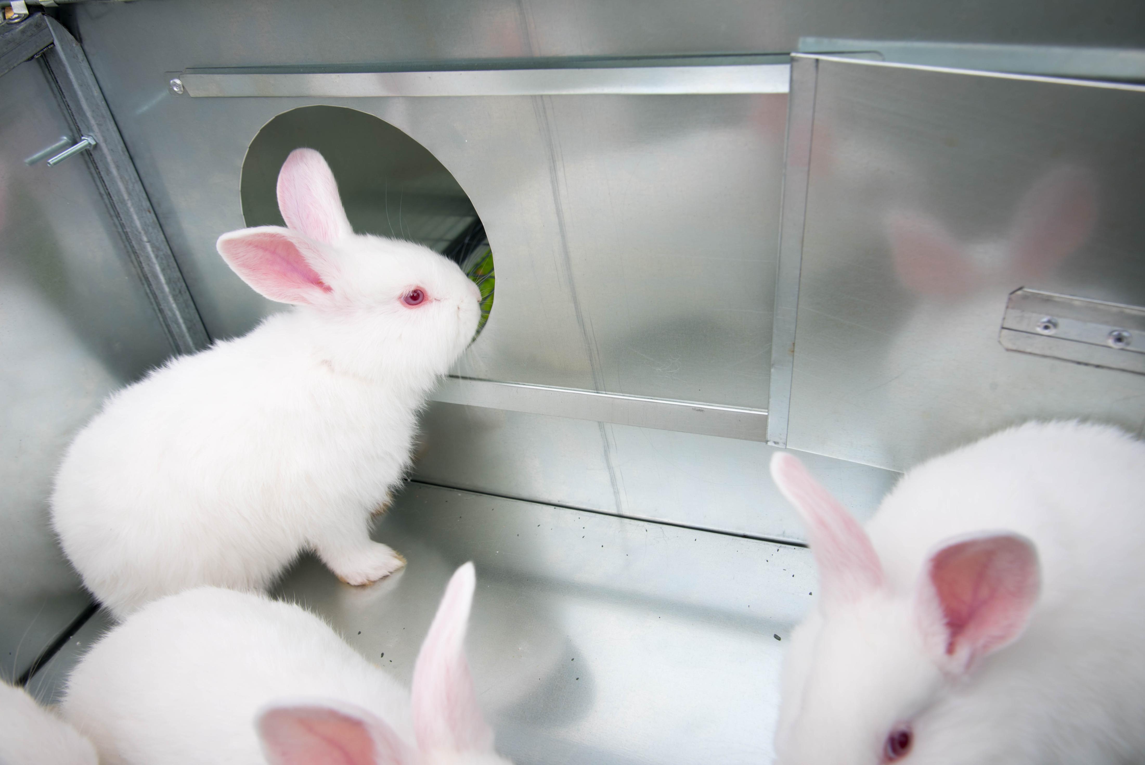 Уличный домик для кроликов "Фаворит" КР2-М-О. Фото 14