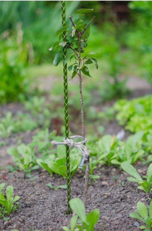 Колышек садовый  1,2м.. Фото 2