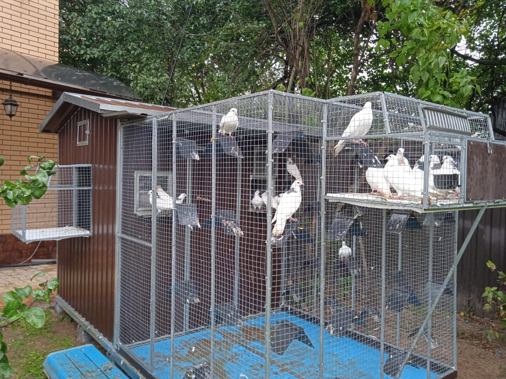 Голубятня "Любовь". Фото 24