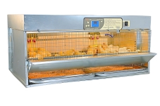 Брудеры для цыплят