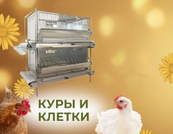 Куры и клетки