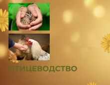 Птицеводство