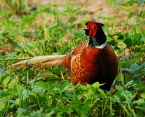 Живая птица(фазаны)