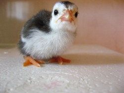 Живая птица (цесарки)