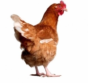 Куры и цыплята